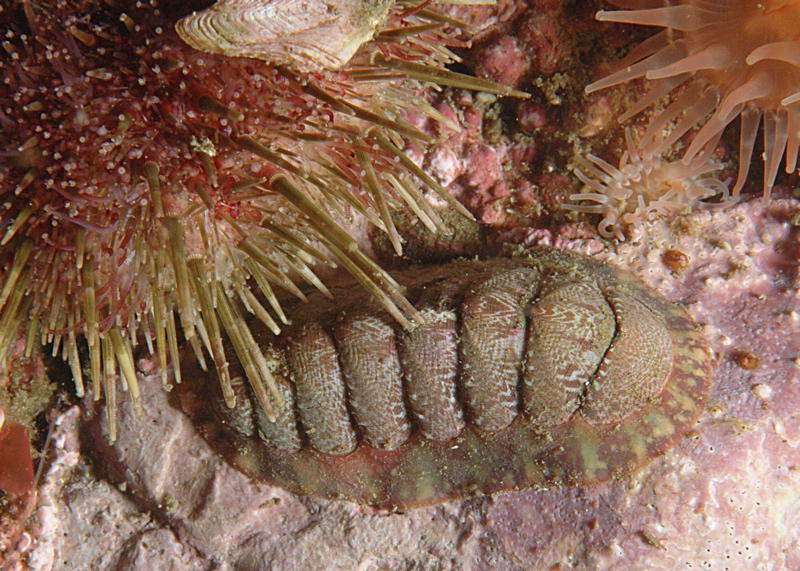 Sea life unknown to me (picture by Linda Ashmore)